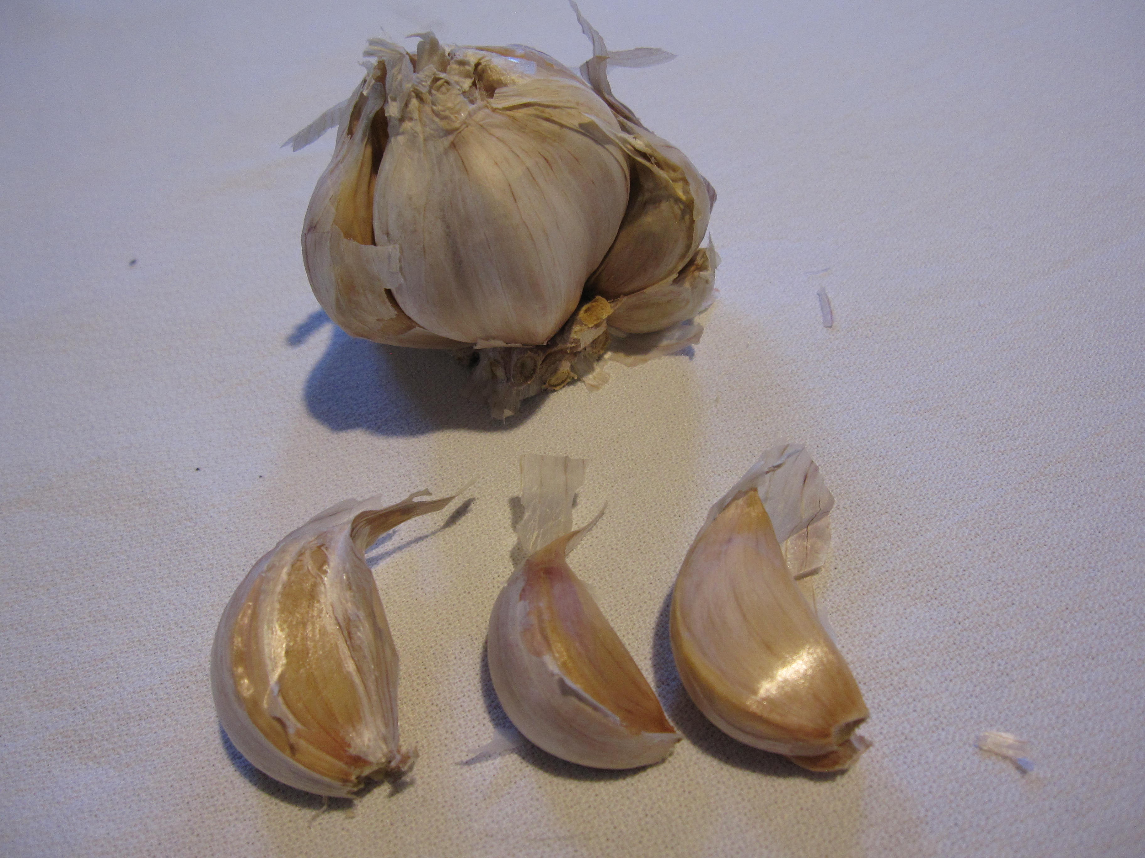 Garlic